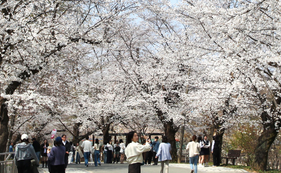 [2025.04] Cherry blossom outing at Jeonju Zoo