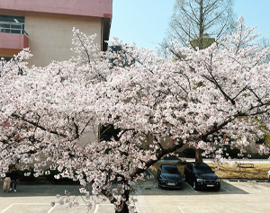 현지인 추천! 전주 벚꽃 명소 9선 7번째 명소 이미지